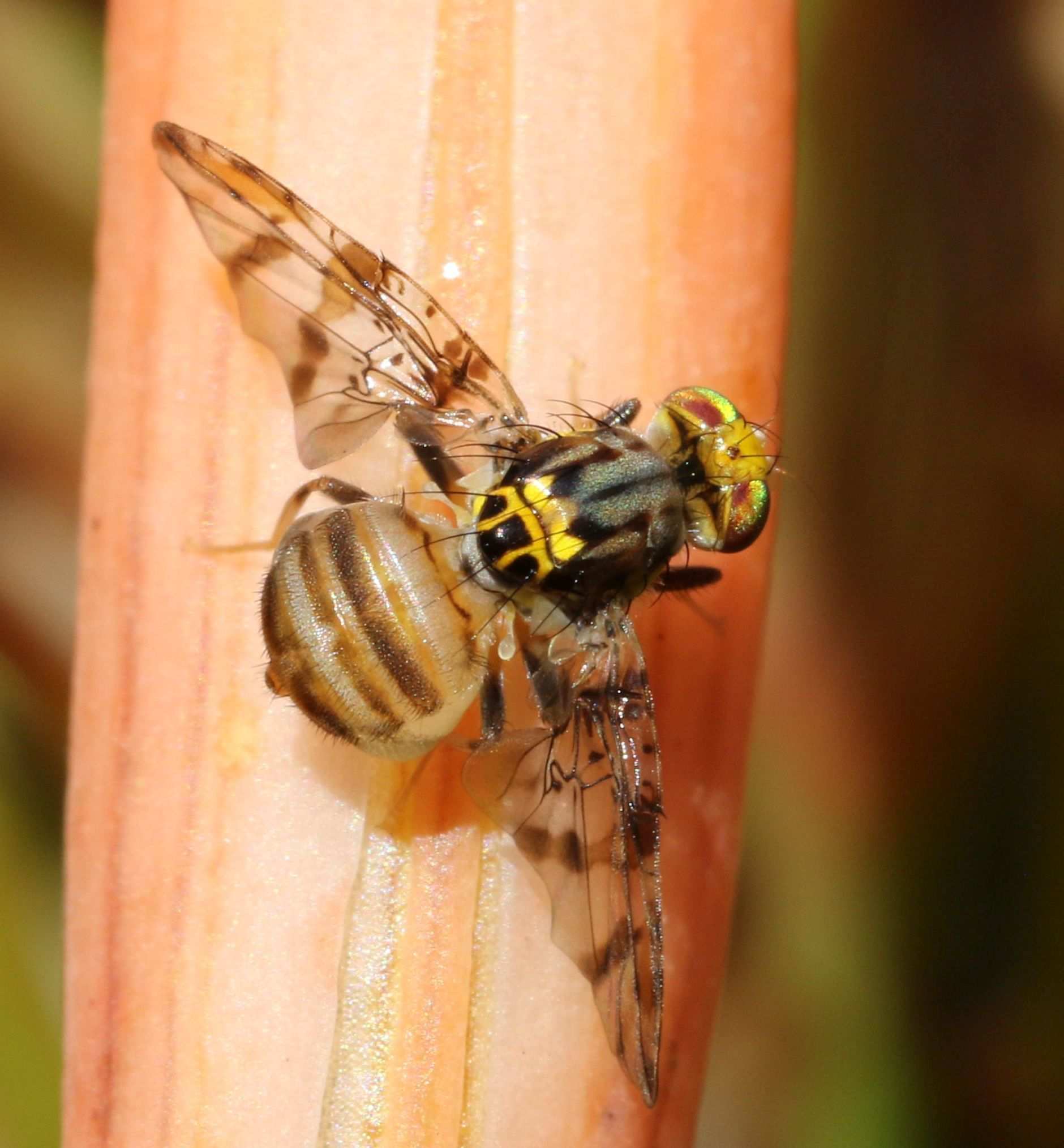 Ceratitis rosa