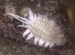 Ferrisia virgata