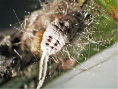 Ferrisia virgata