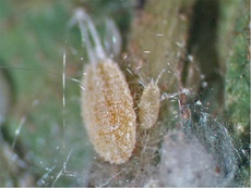 Ferrisia virgata