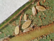 Ferrisia virgata