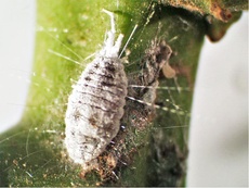 Ferrisia virgata