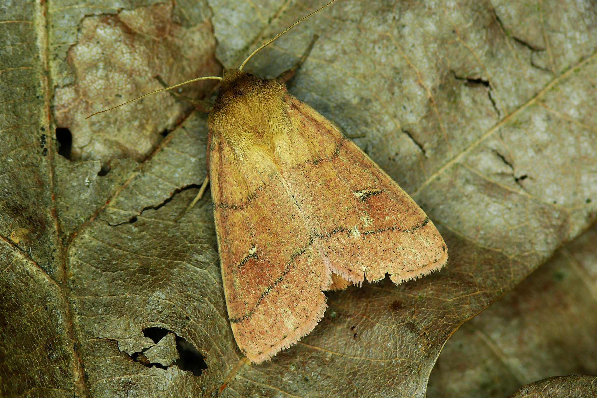 Mythimna turca