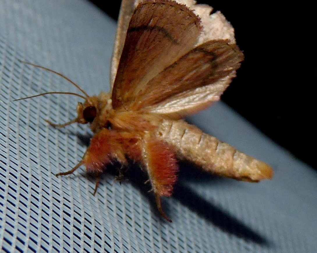 Mythimna turca