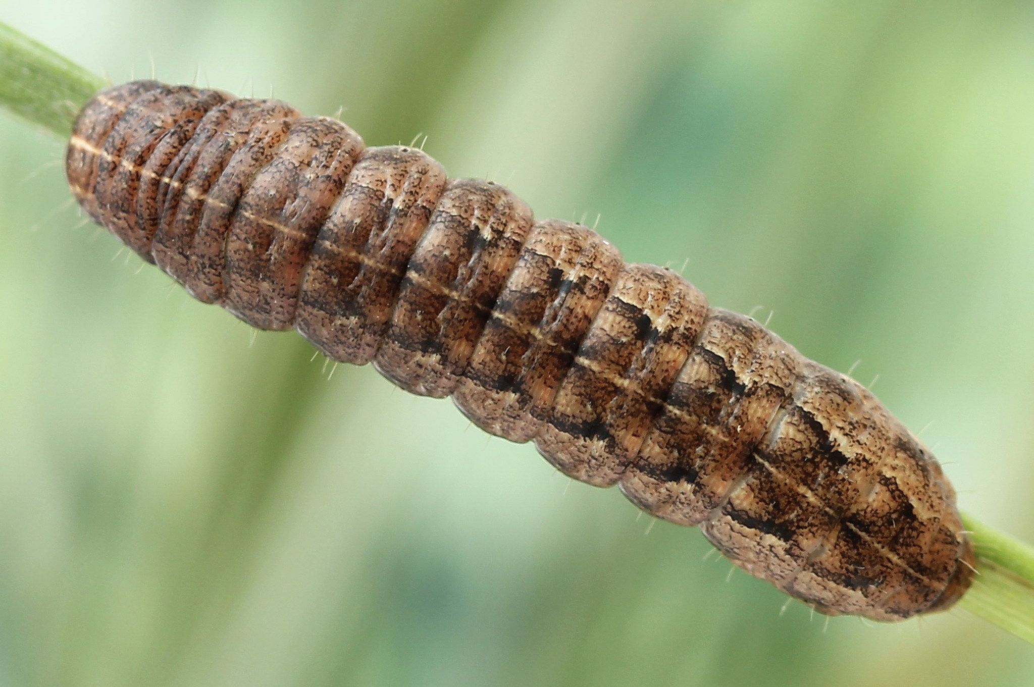 Mythimna turca