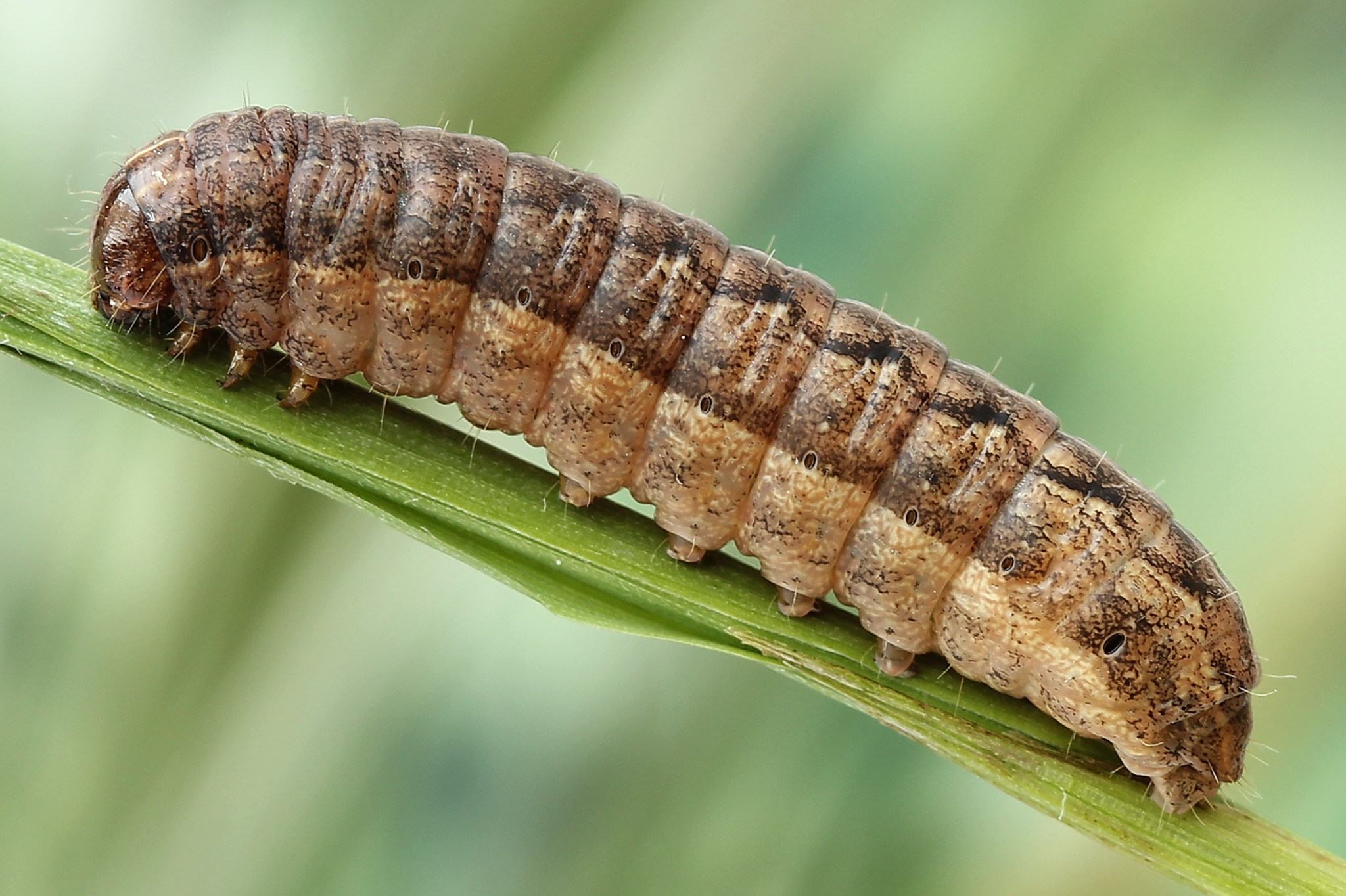Mythimna turca