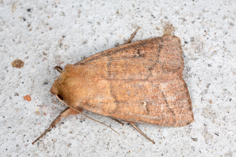 Mythimna turca