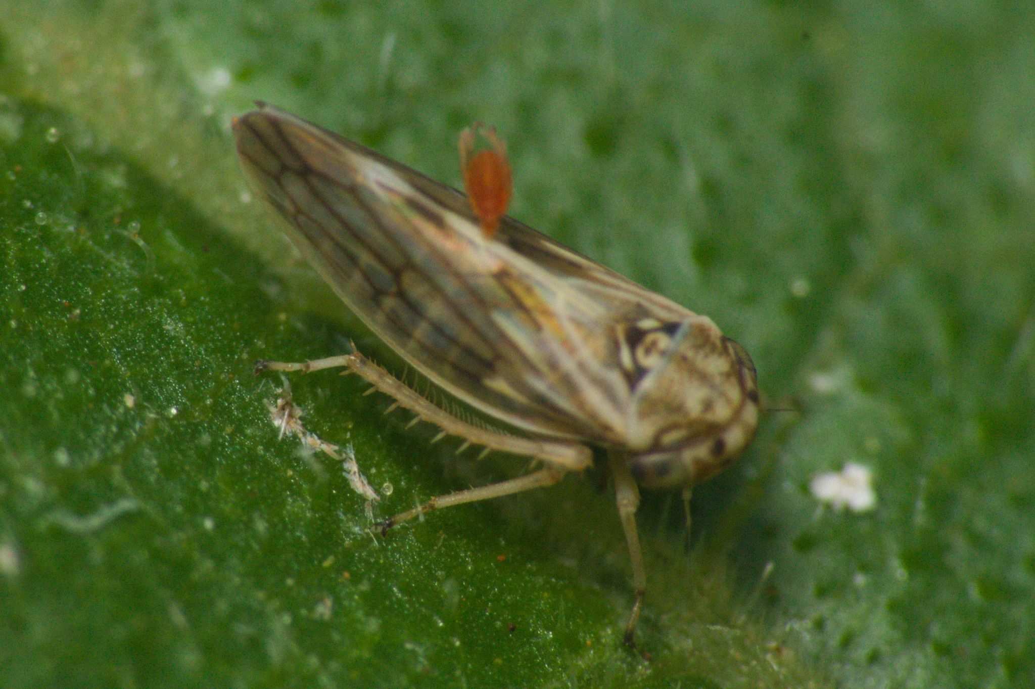 Agalliana