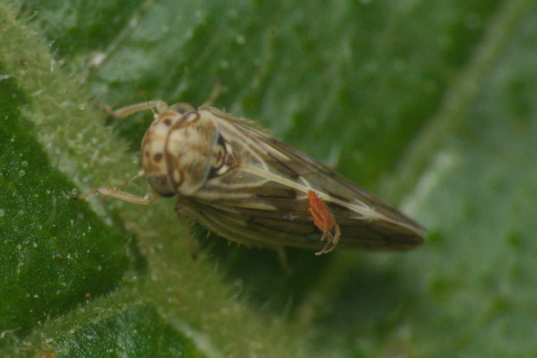 Agalliana