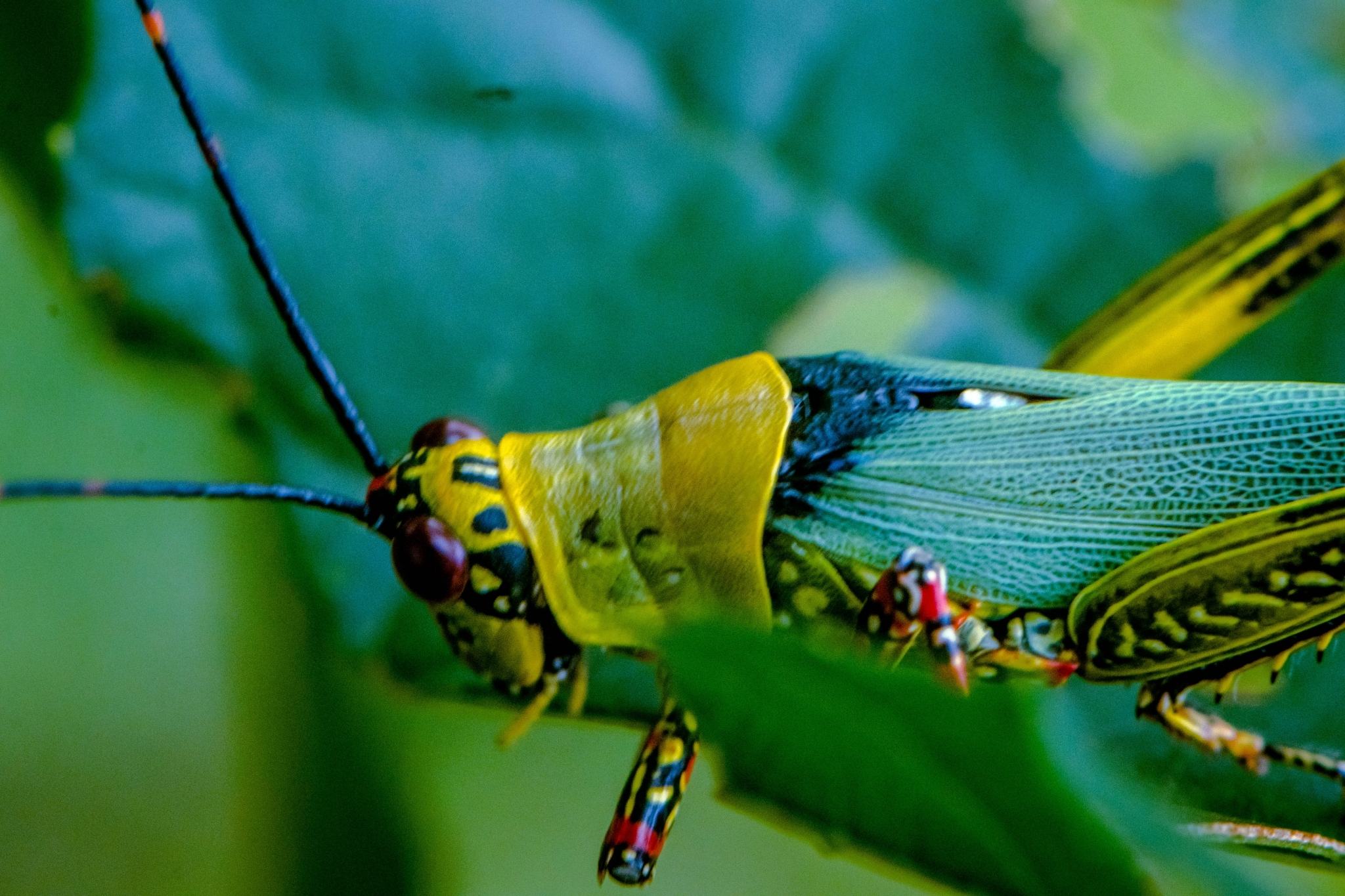 Zonocerus variegatus