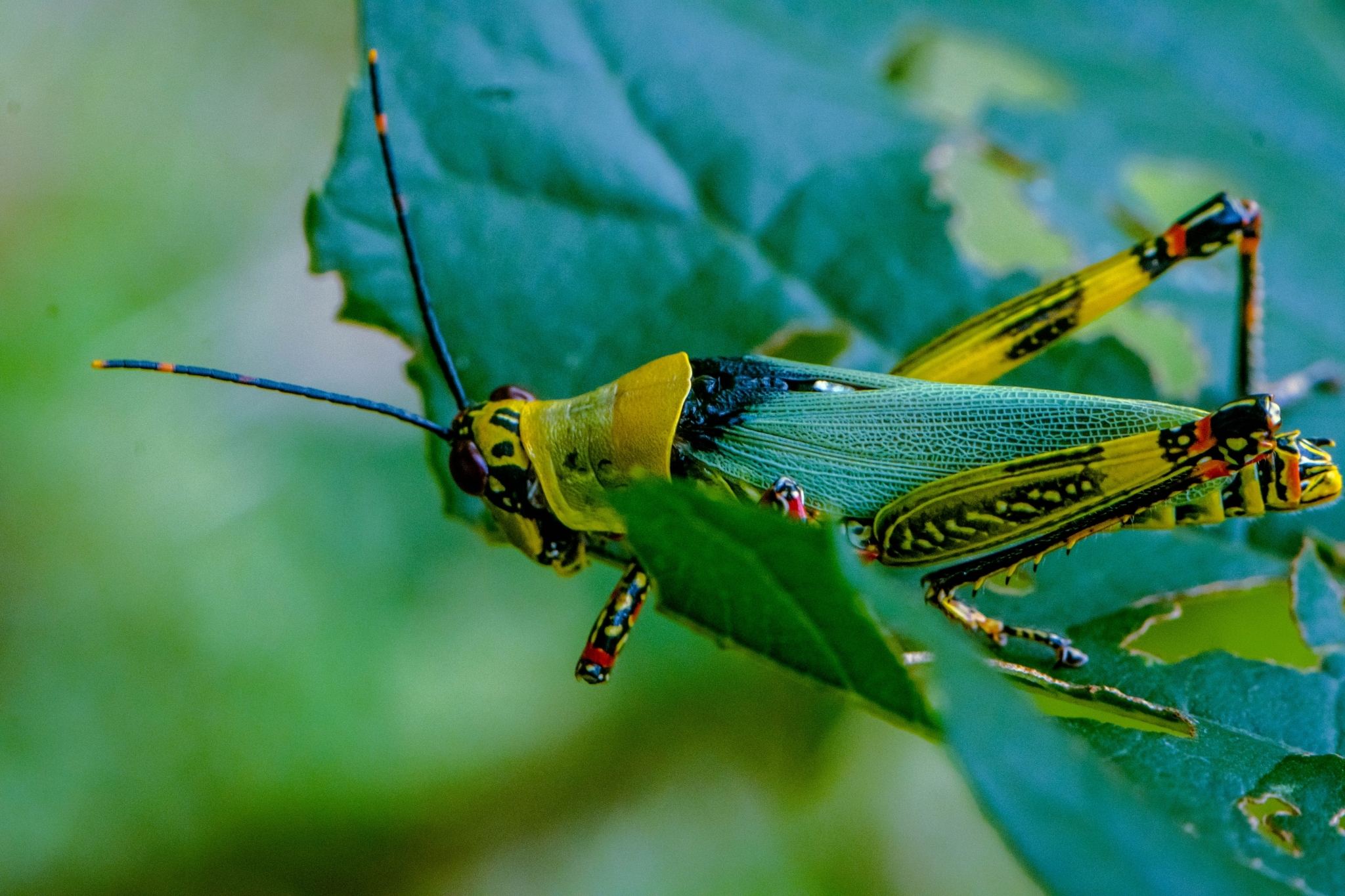 Zonocerus variegatus