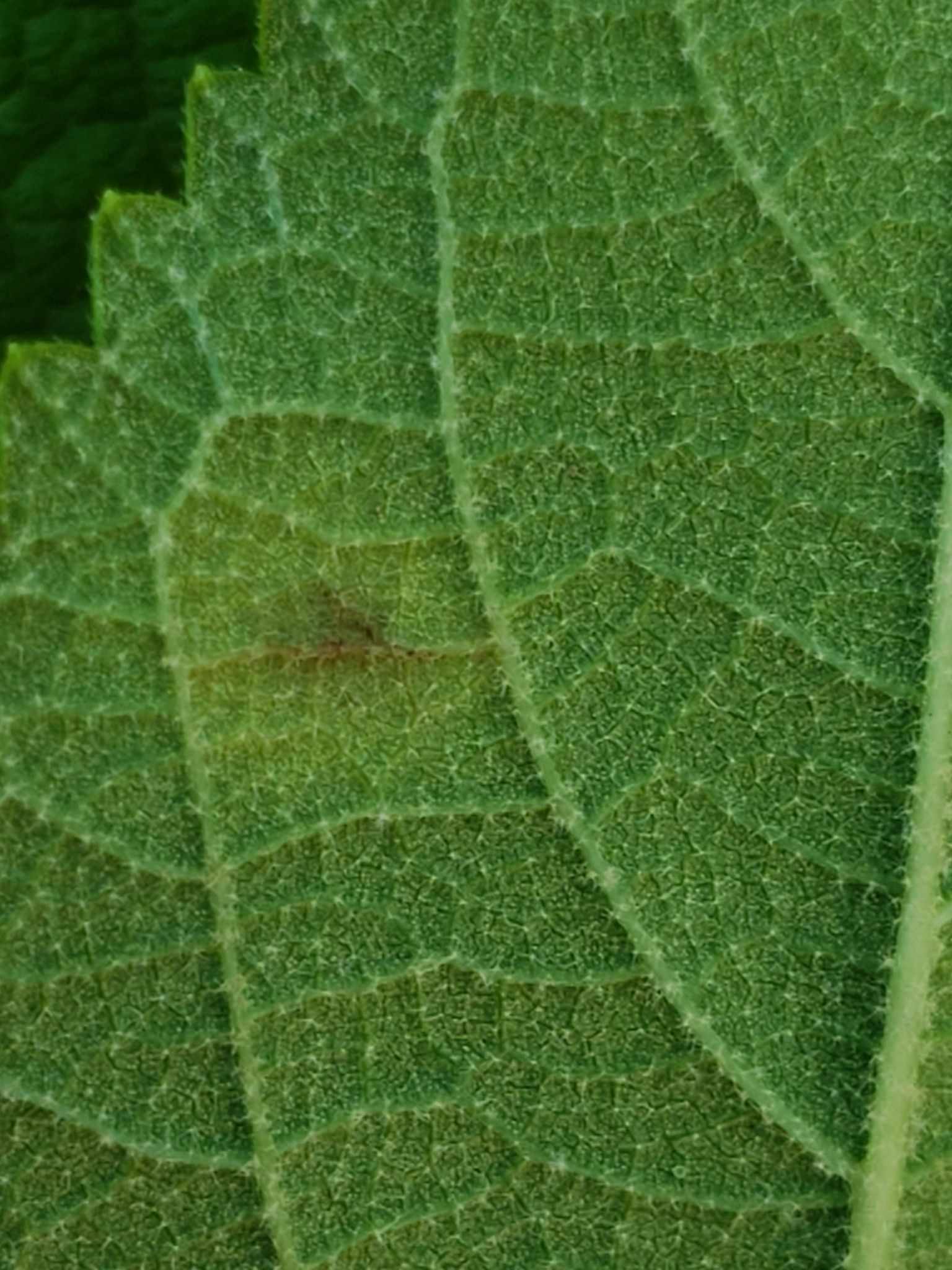Pseudocercospora callicarpae