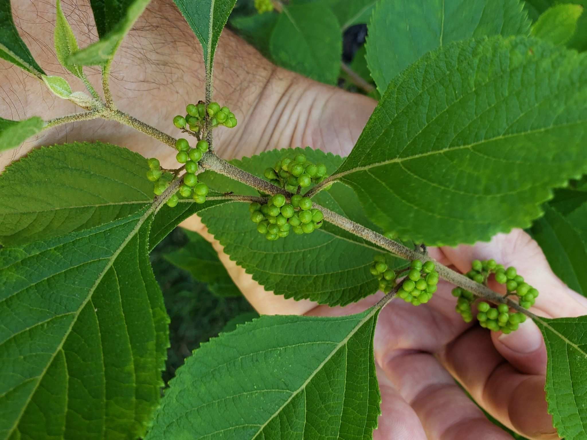 Pseudocercospora callicarpae