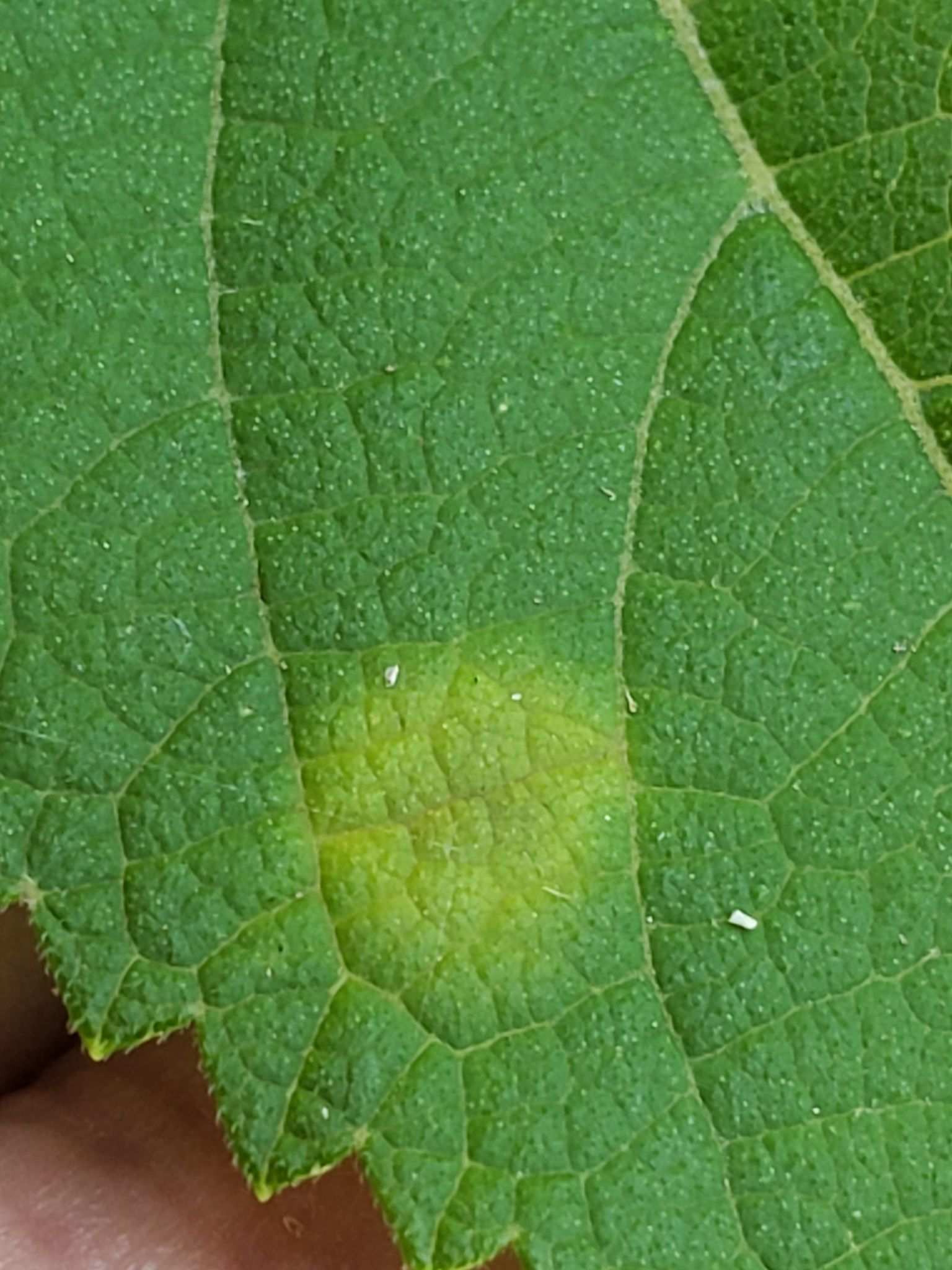 Pseudocercospora callicarpae