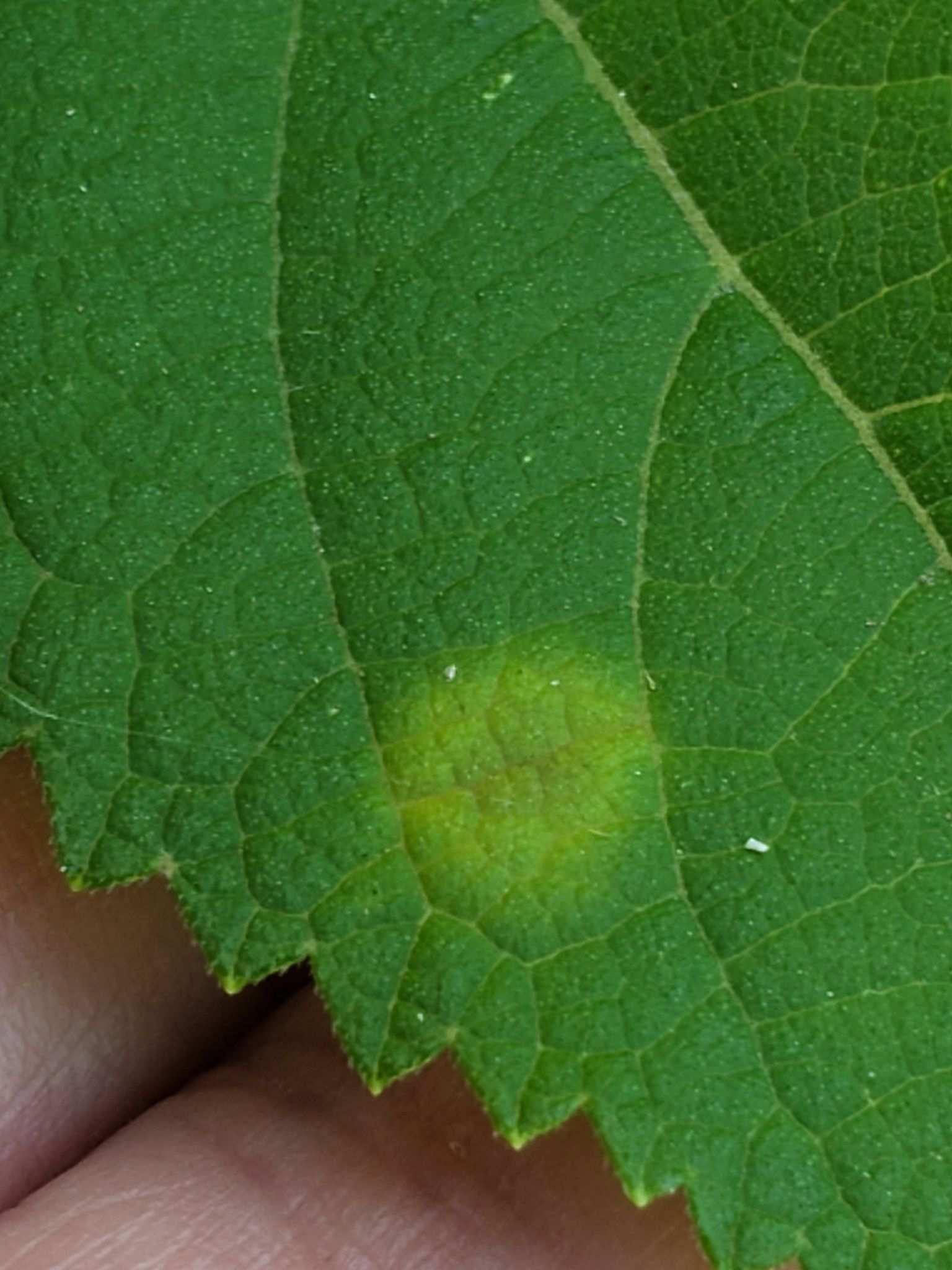 Pseudocercospora callicarpae