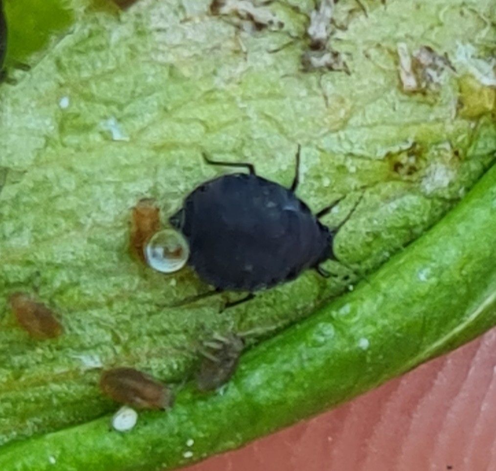 Dysaphis pyri