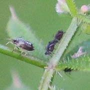 Dysaphis pyri