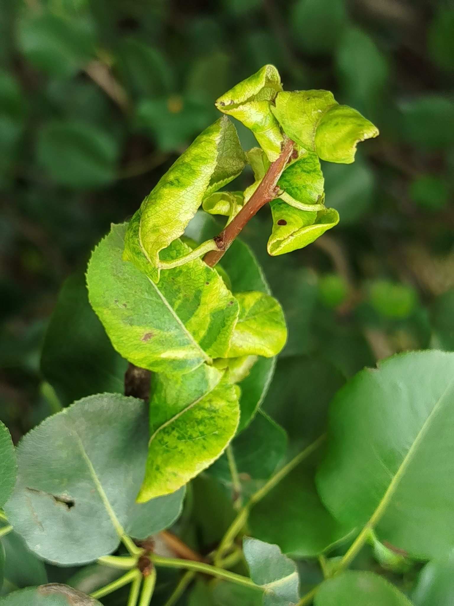 Dysaphis pyri