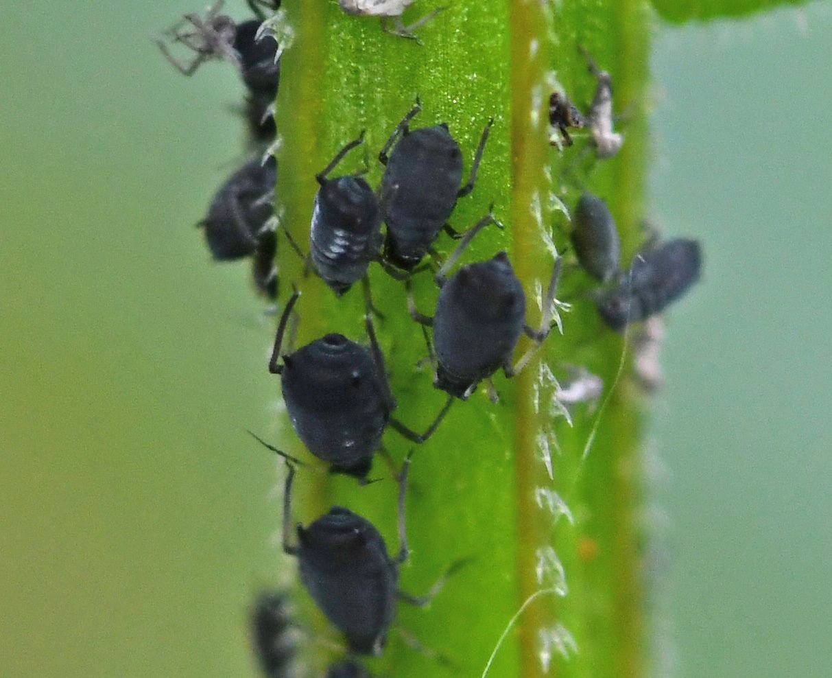 Dysaphis pyri