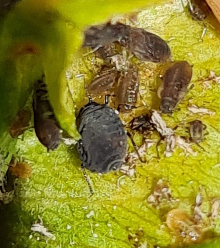 Dysaphis pyri