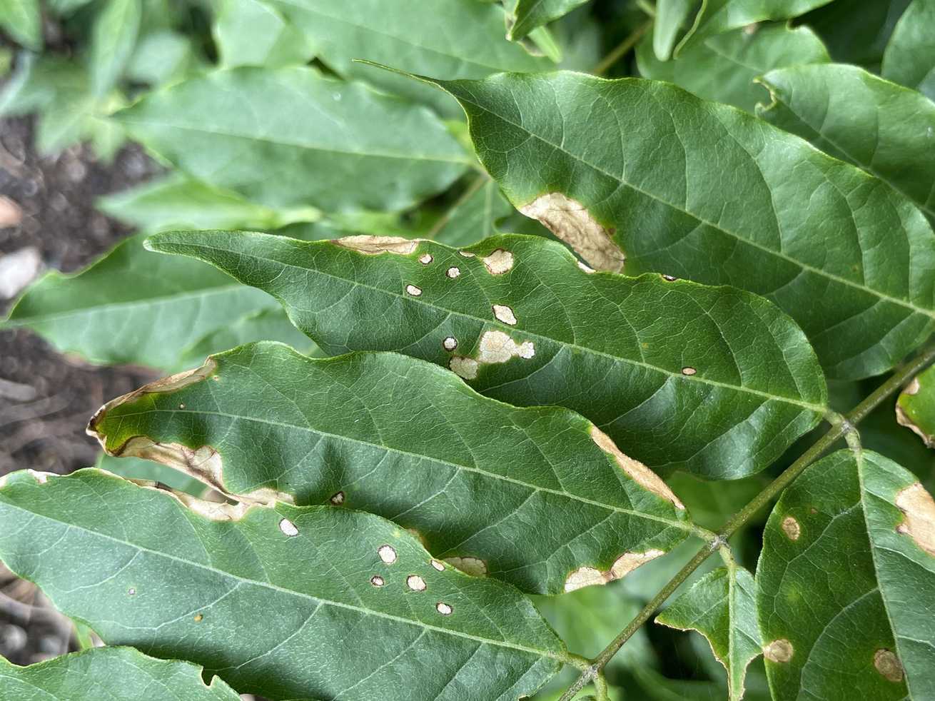 Colletotrichum destructivum