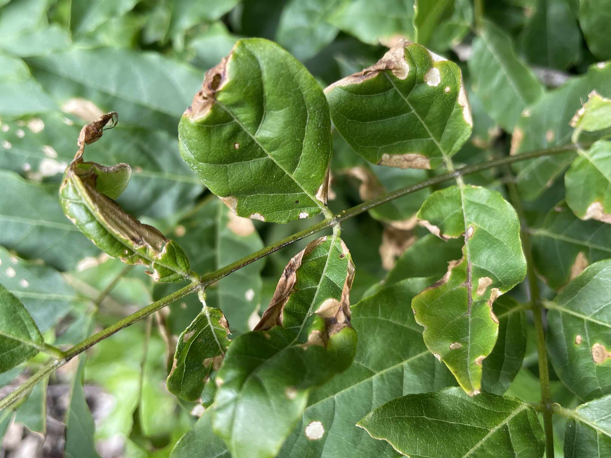Colletotrichum destructivum