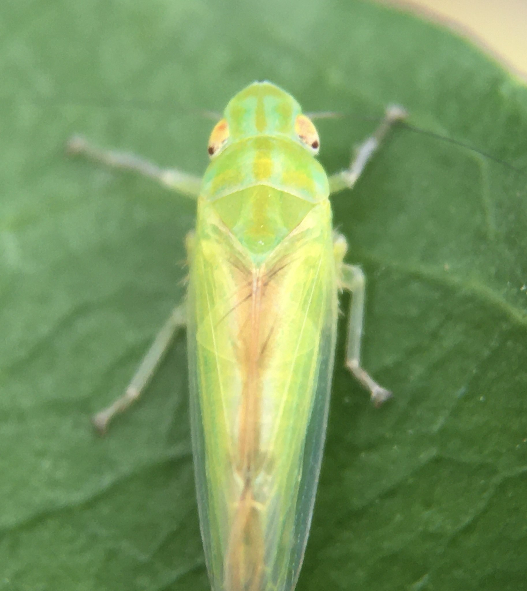 Neocoelidia