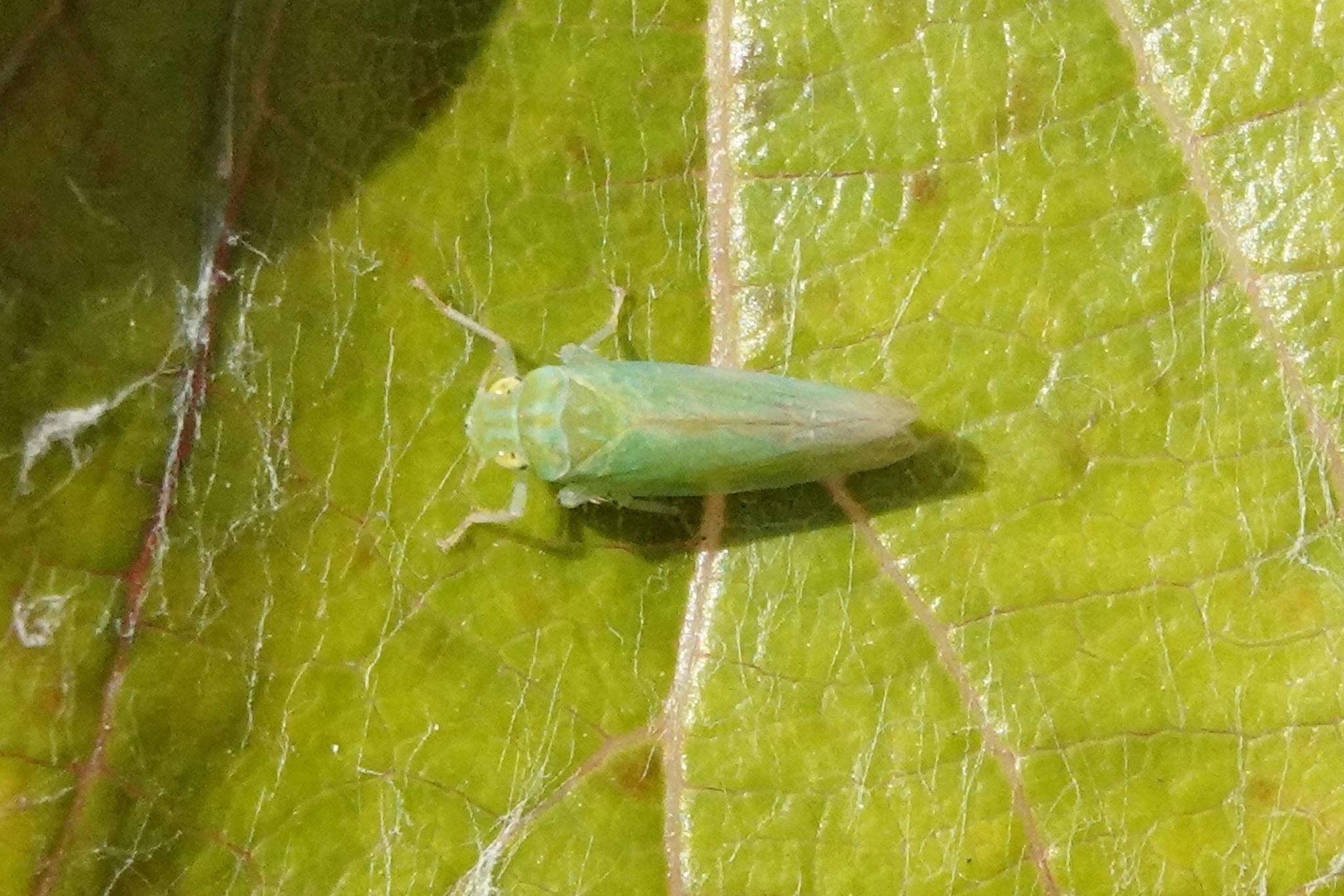 Neocoelidia