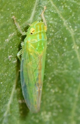 Neocoelidia
