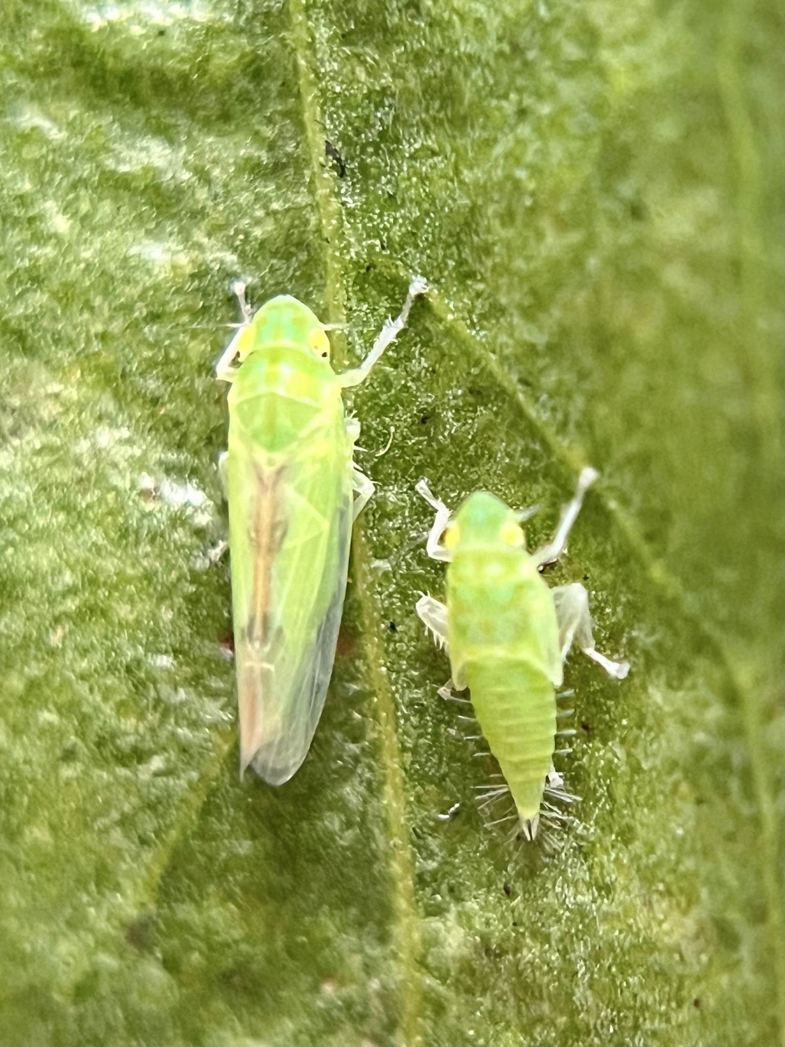 Neocoelidia