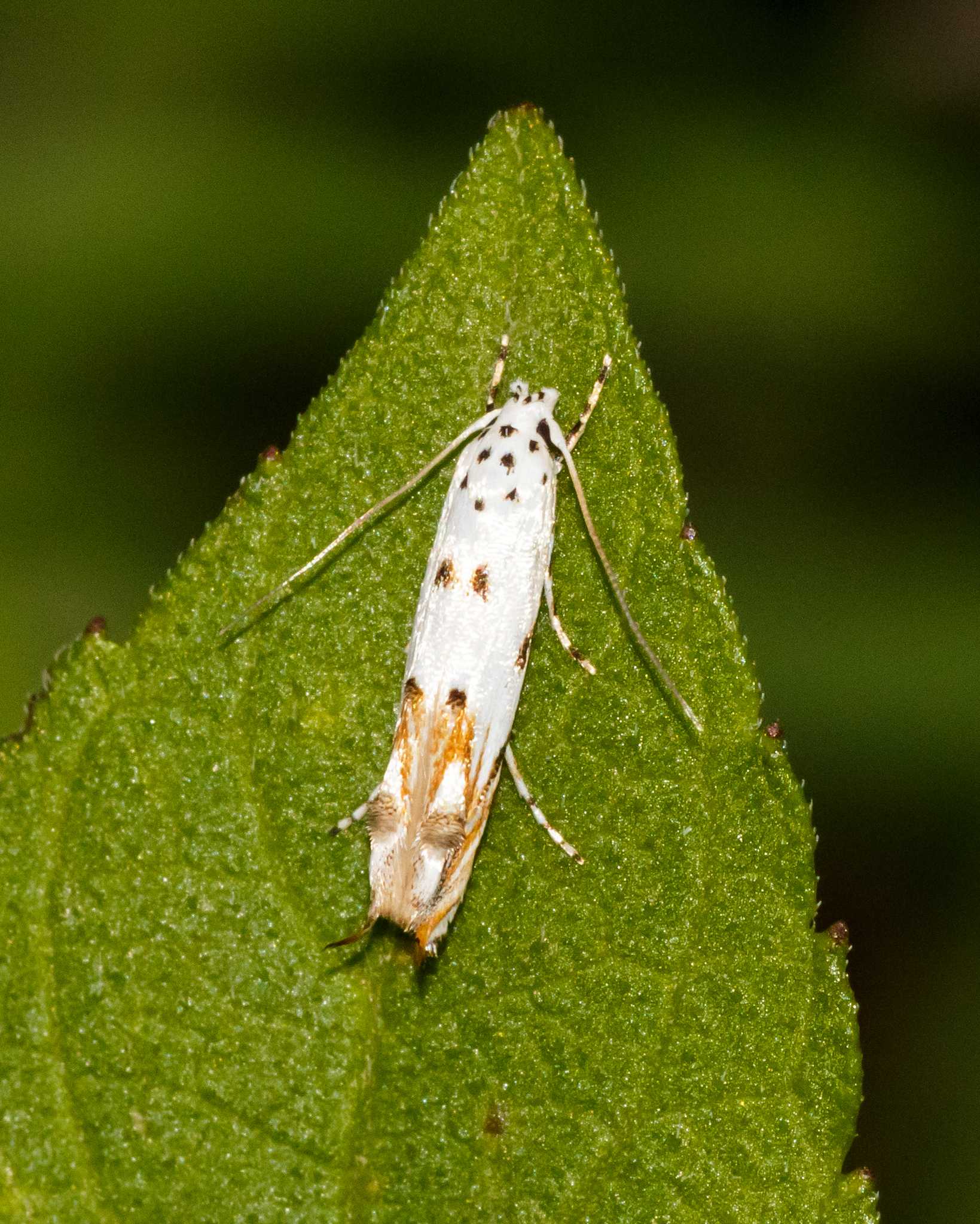 Mompha