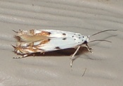 Mompha