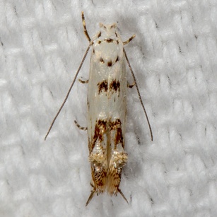 Mompha
