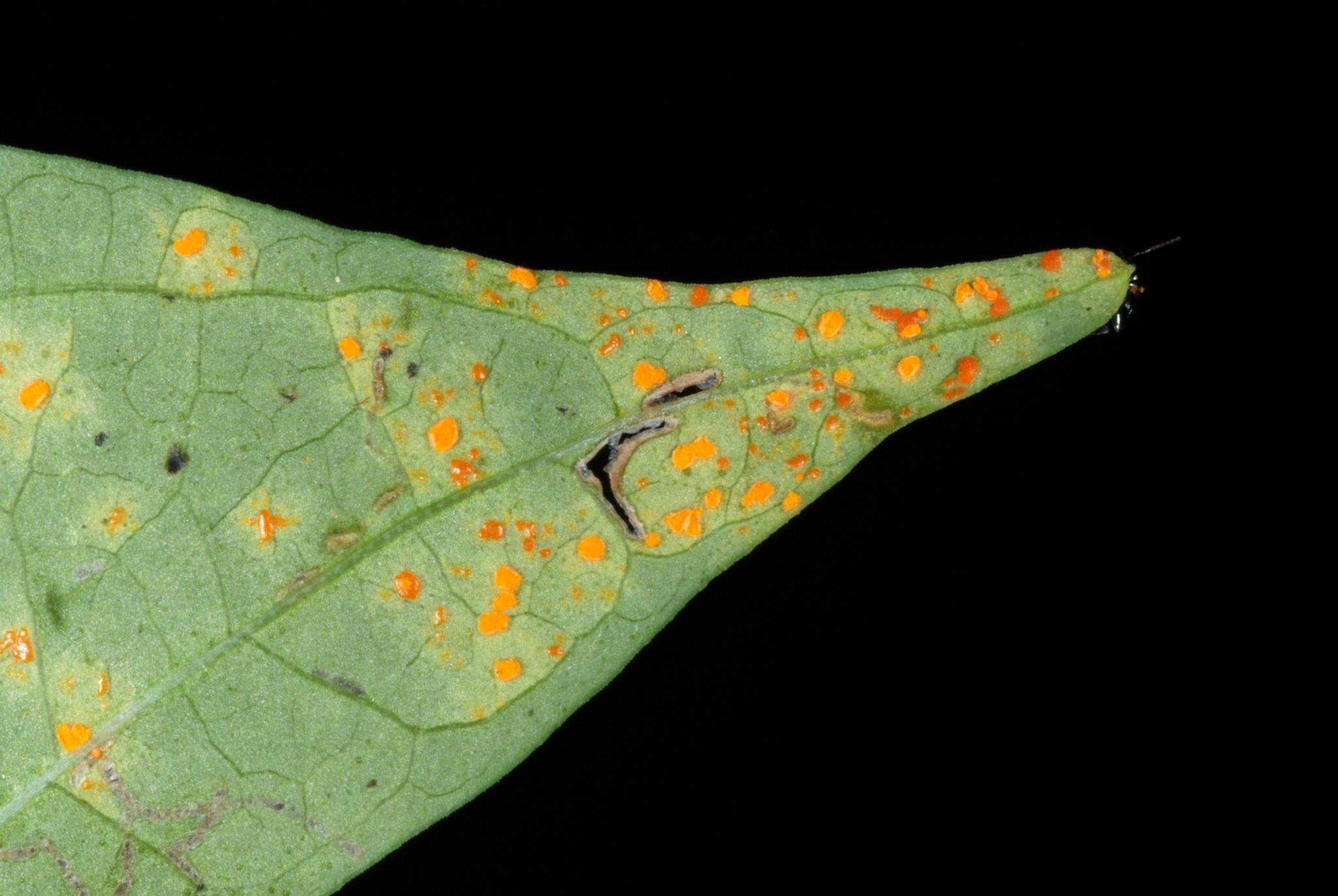 Coleosporium ipomoeae