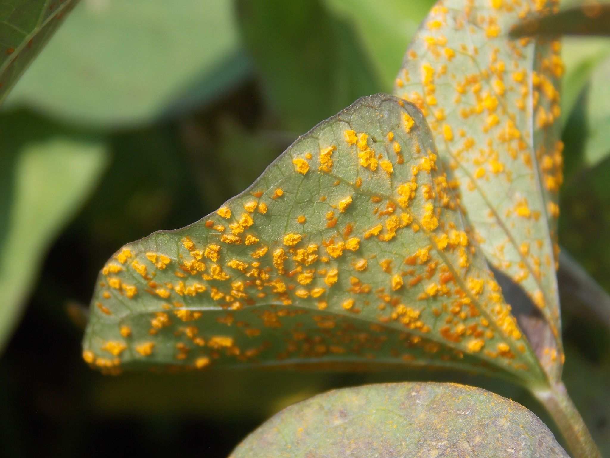 Coleosporium ipomoeae