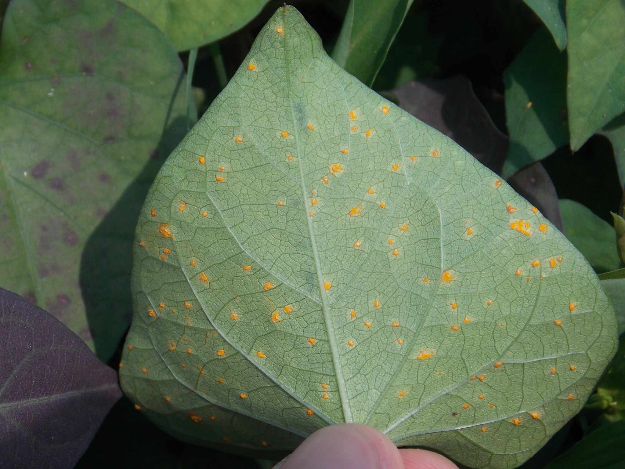 Coleosporium ipomoeae