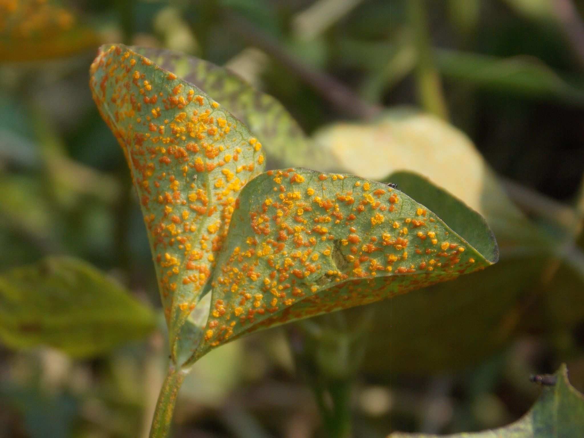 Coleosporium ipomoeae