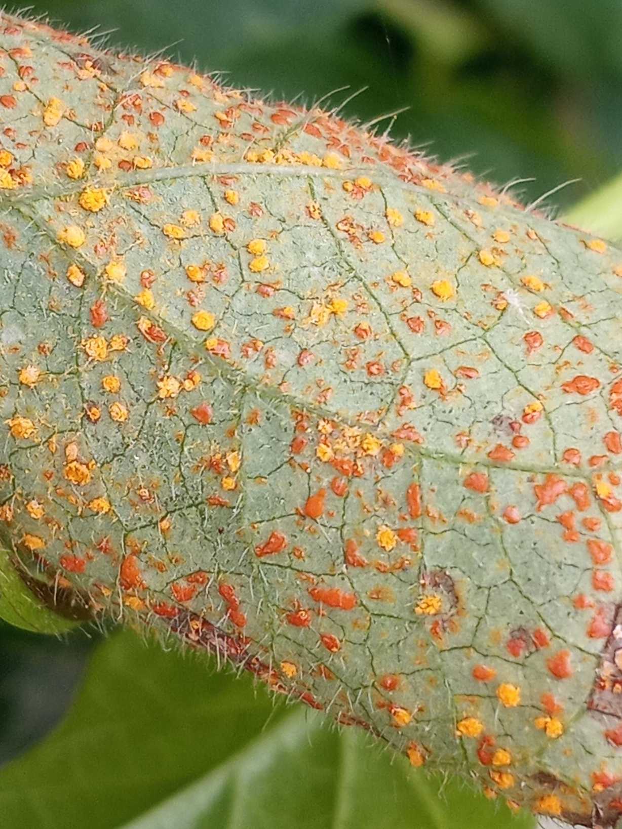 Coleosporium ipomoeae