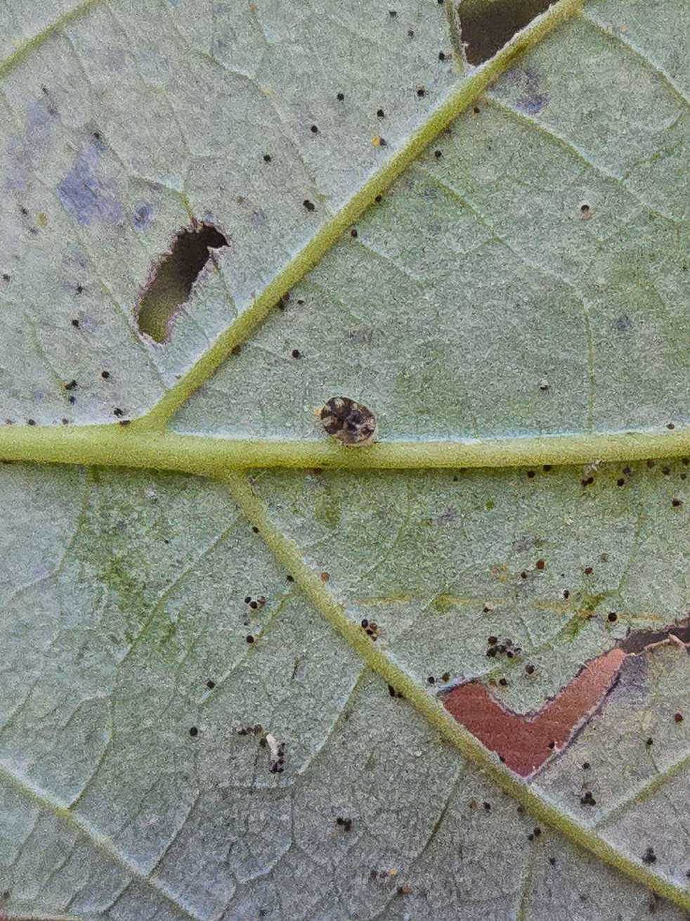 Aleurochiton