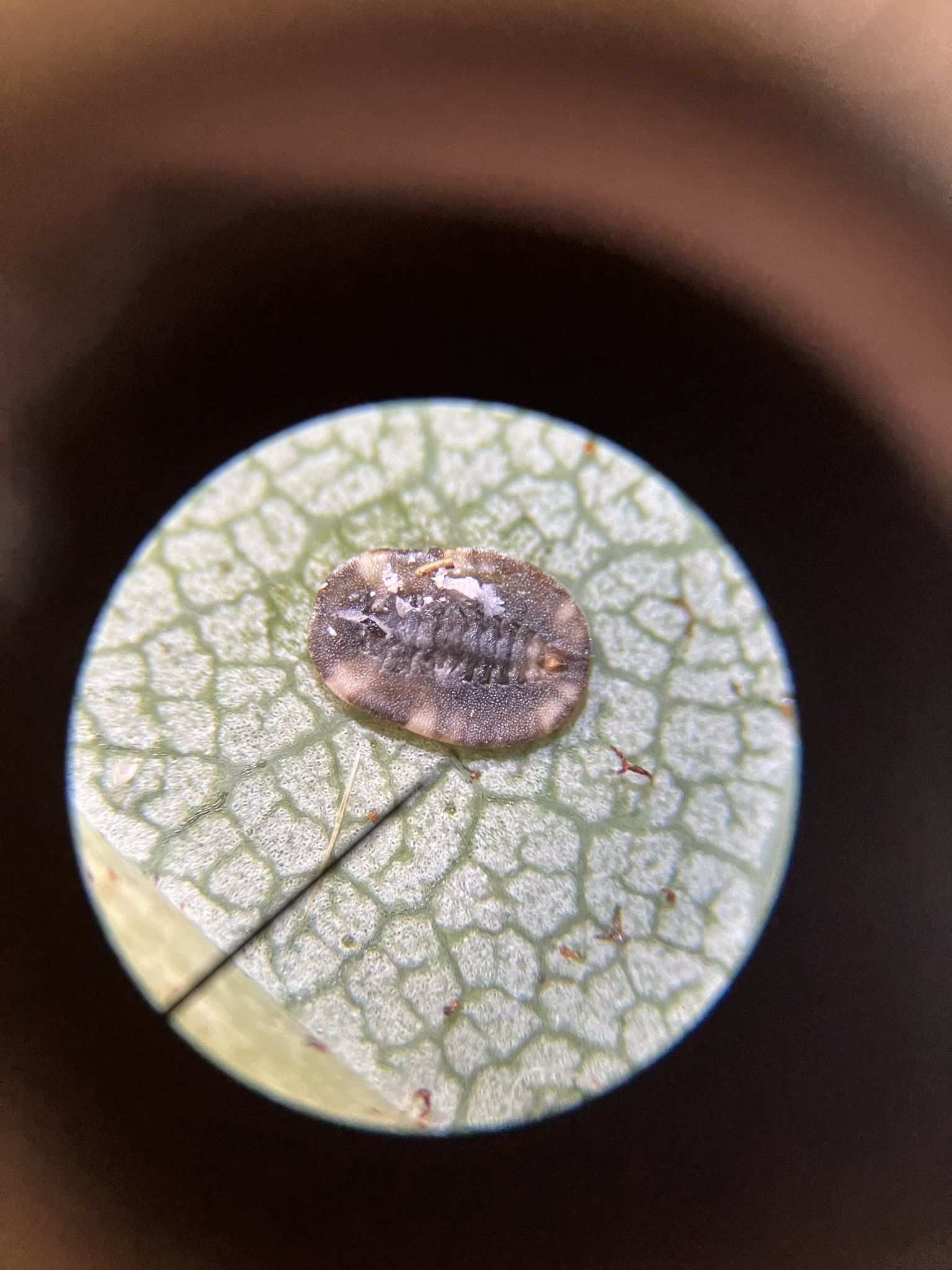 Aleurochiton