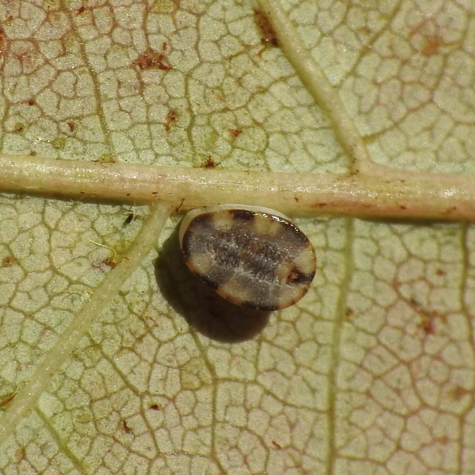 Aleurochiton