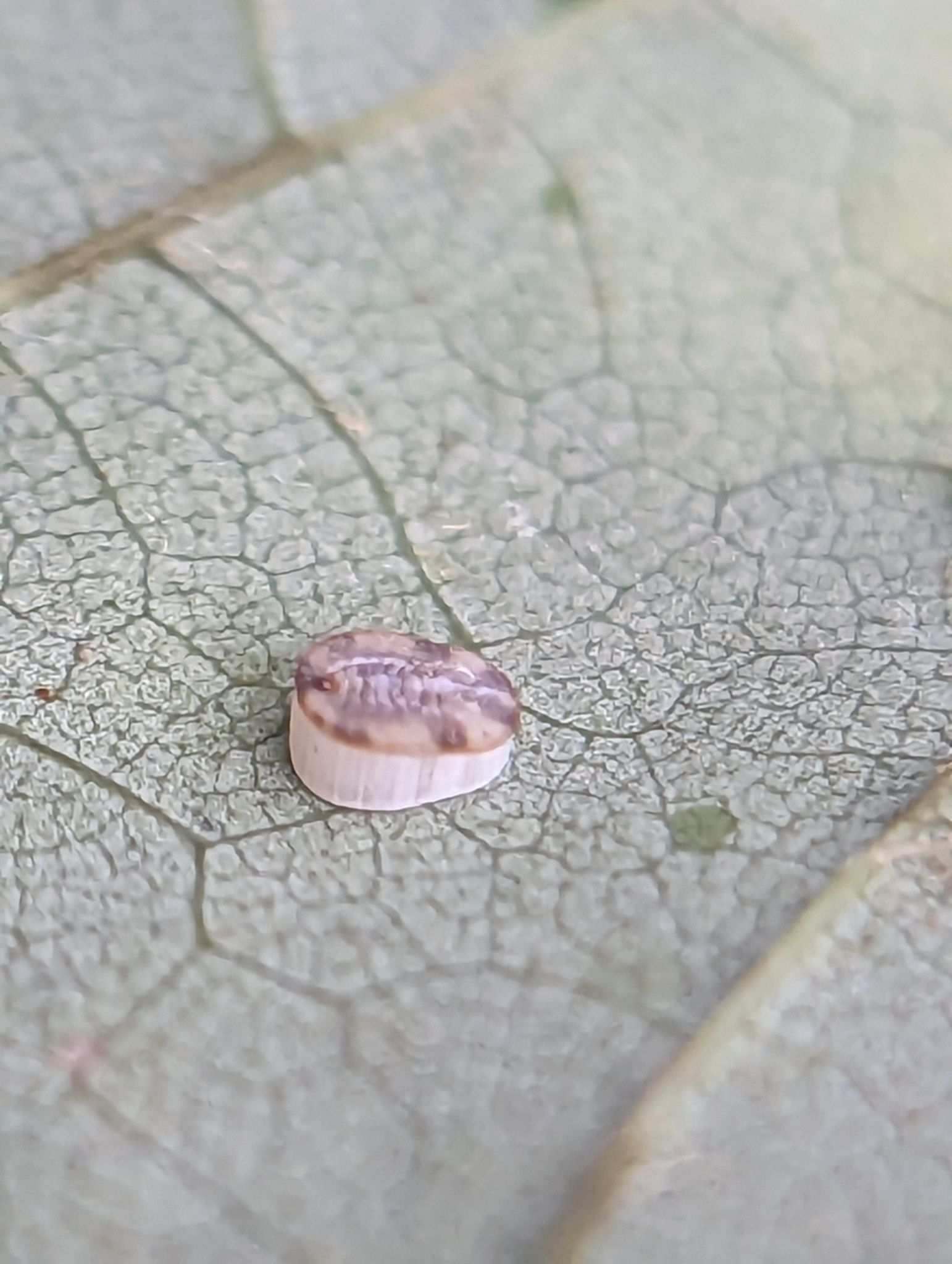 Aleurochiton