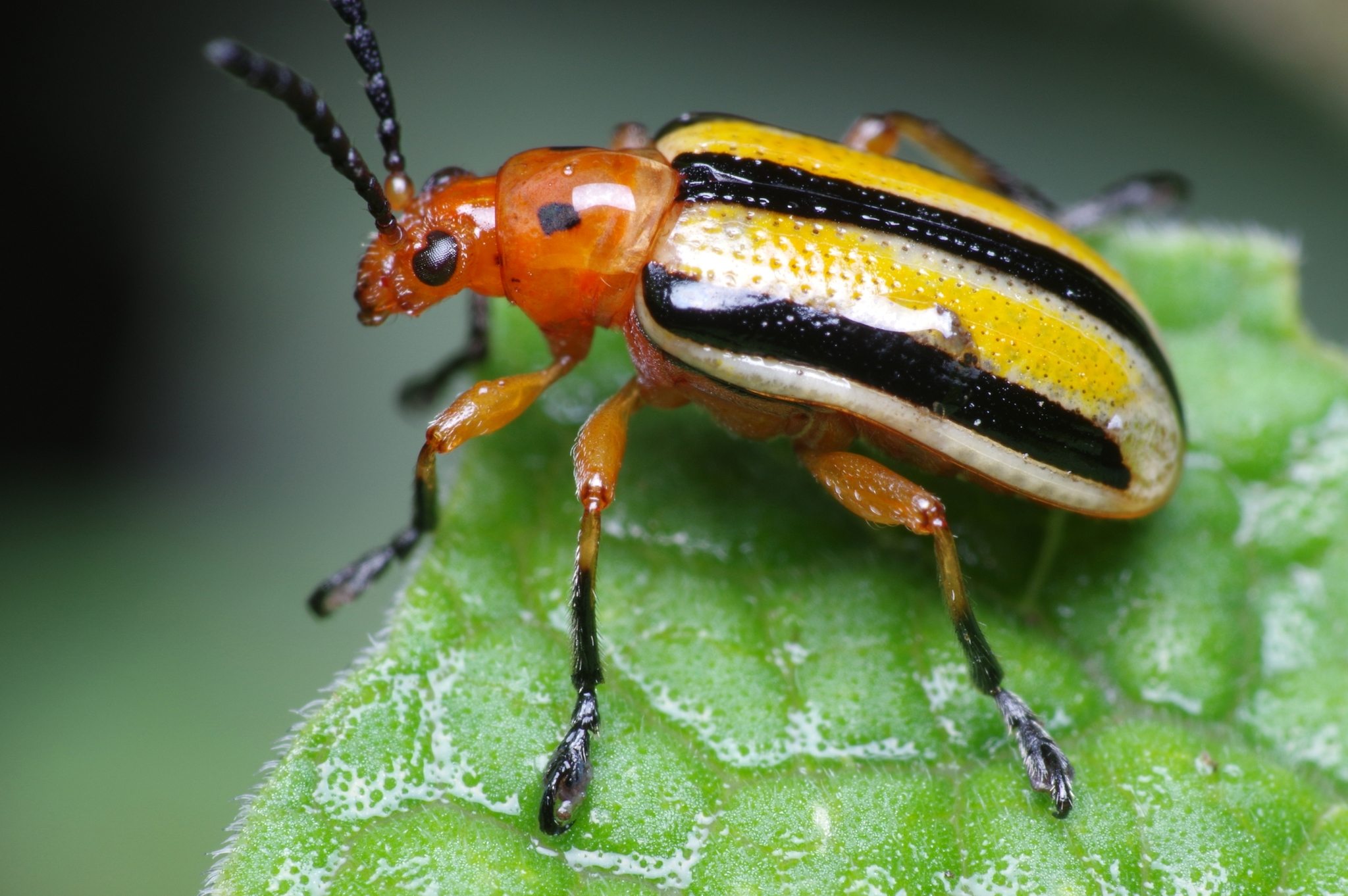 Lema trilineata