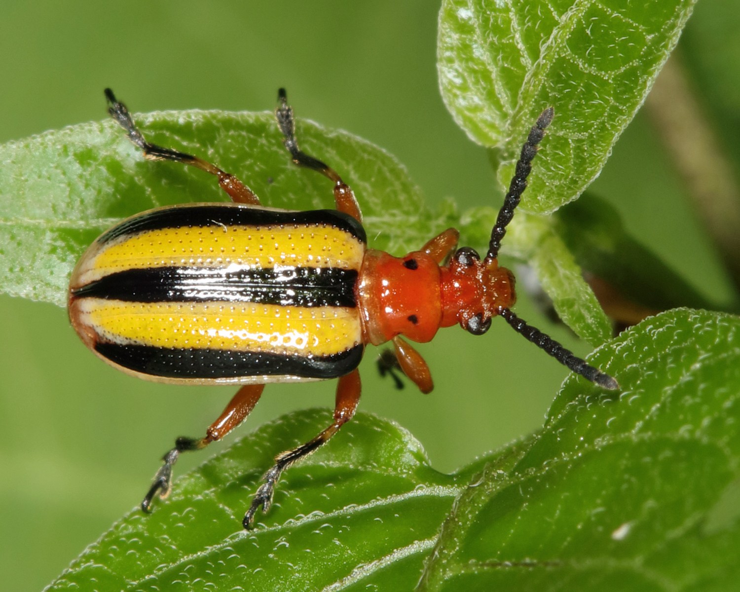 Lema trilineata