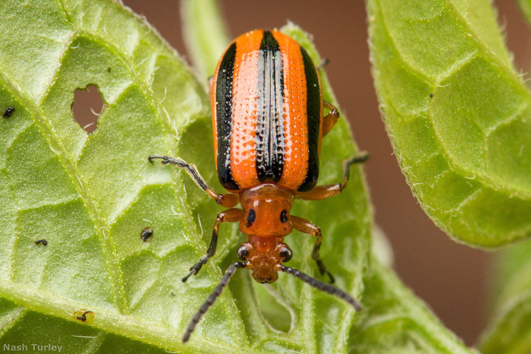 Lema trilineata