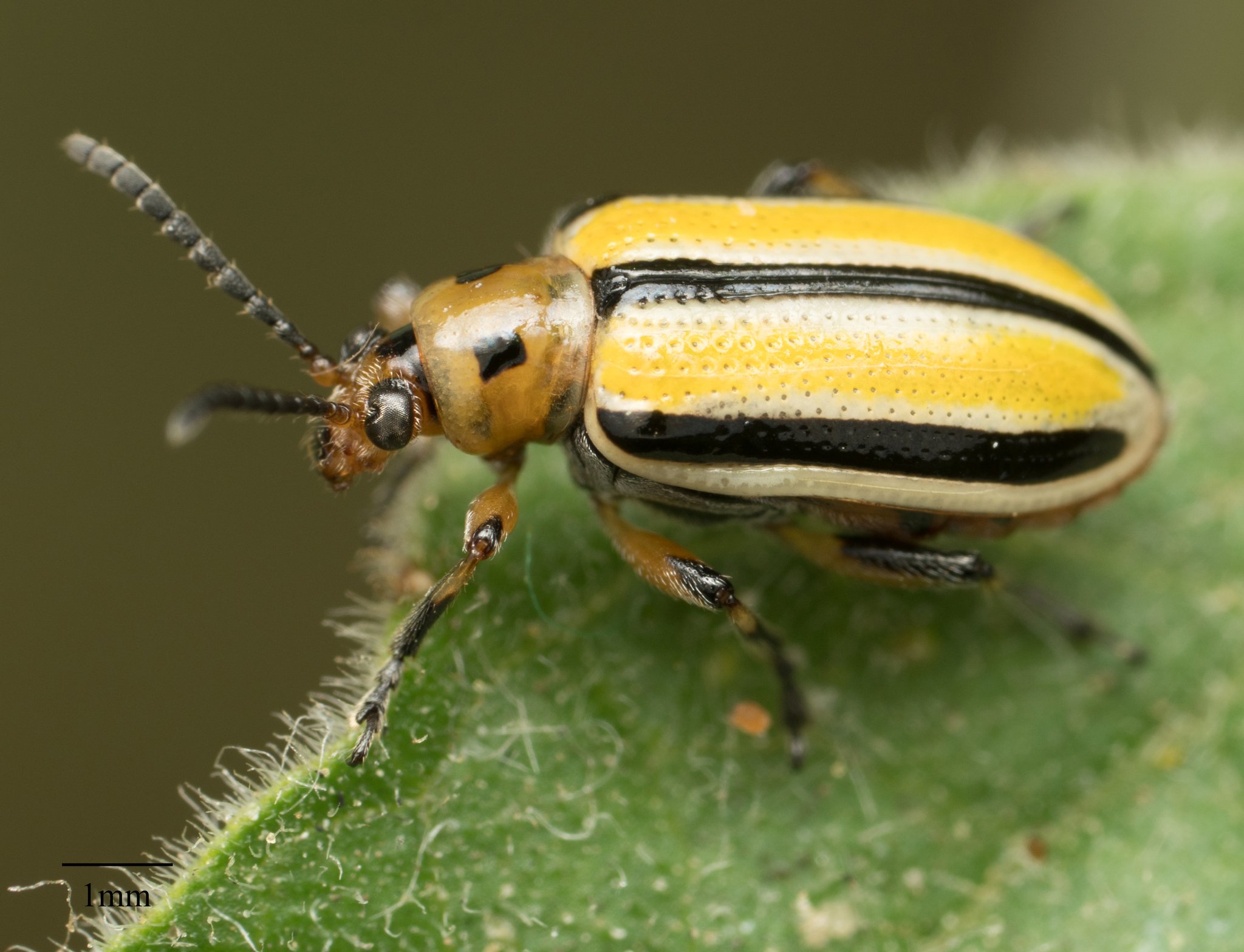 Lema trilineata