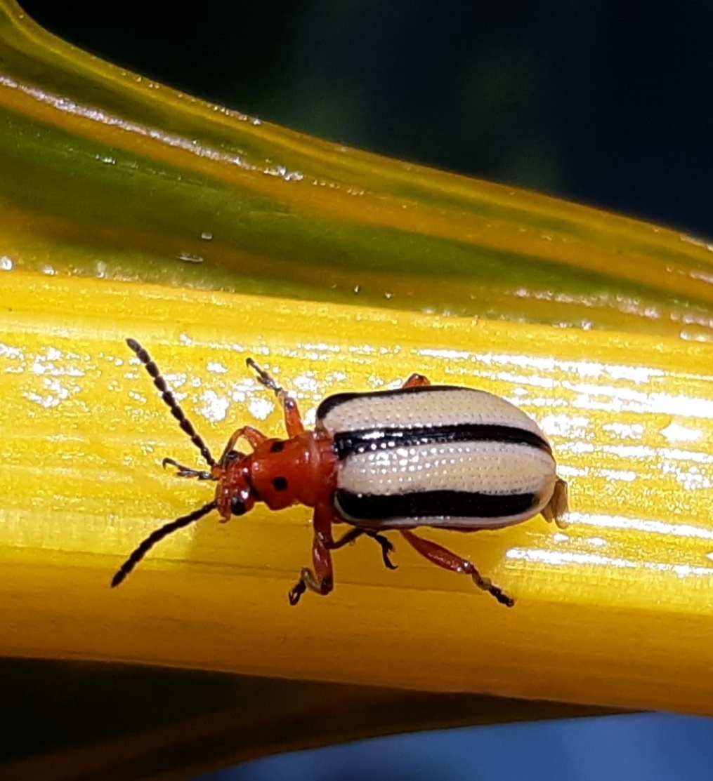 Lema trilineata