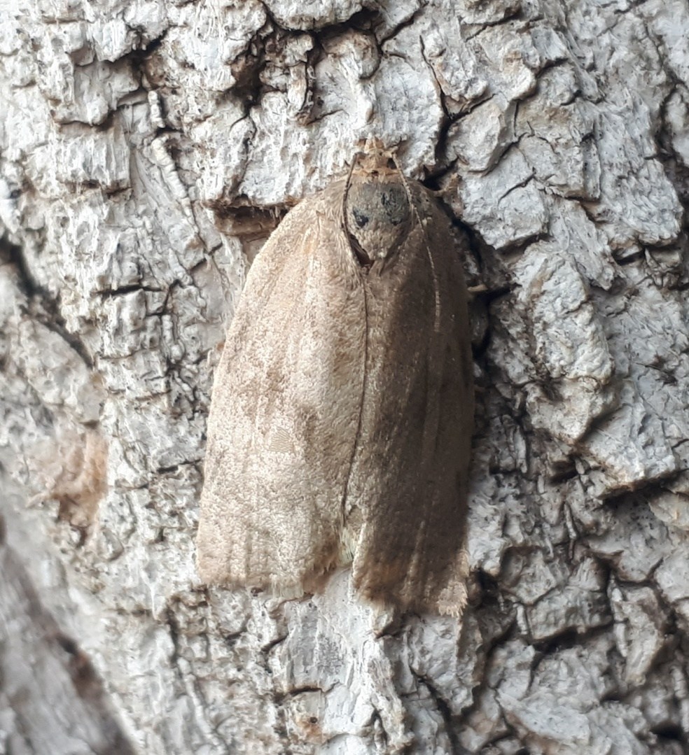 Choristoneura conflictana