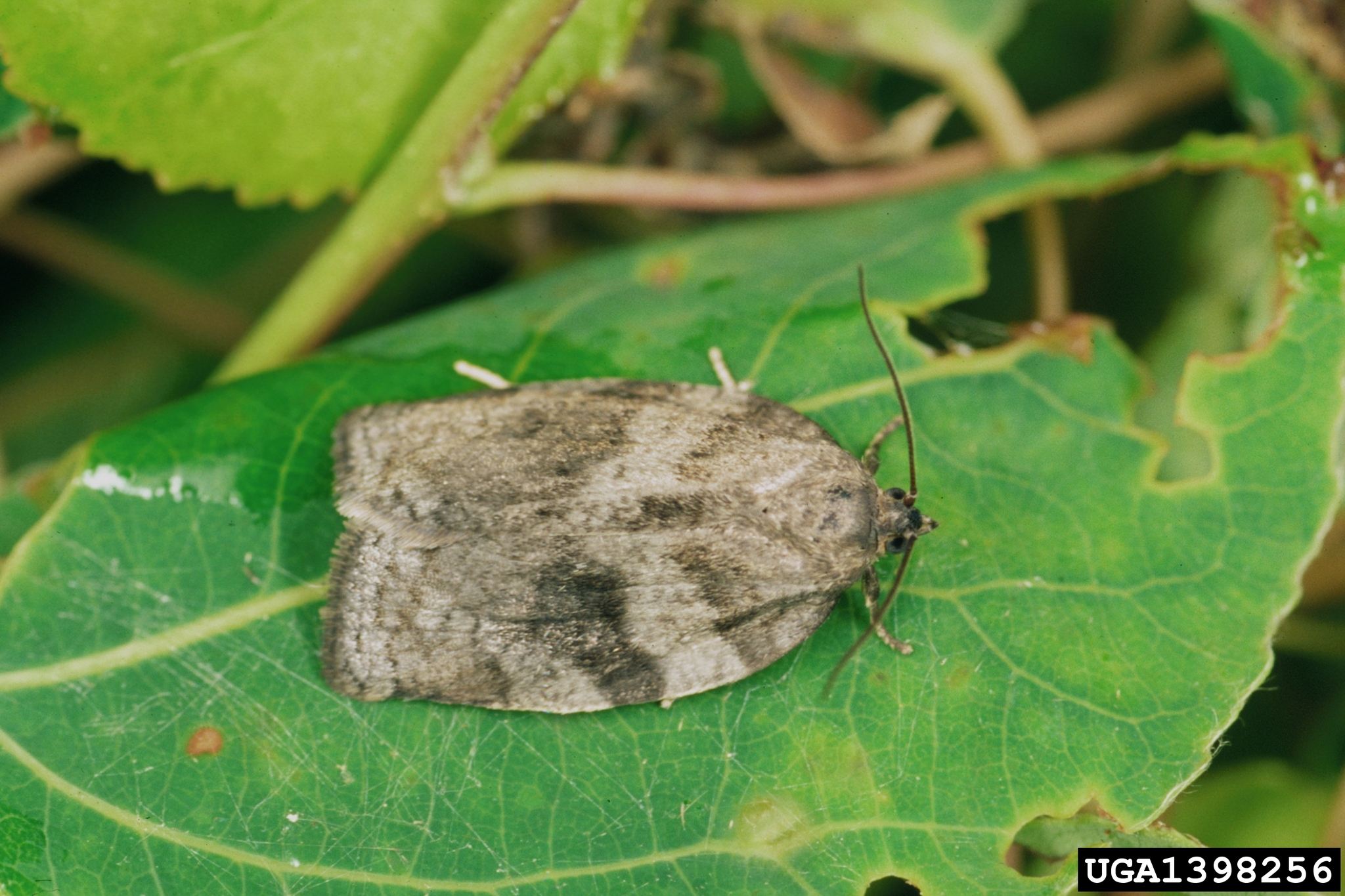 Choristoneura conflictana