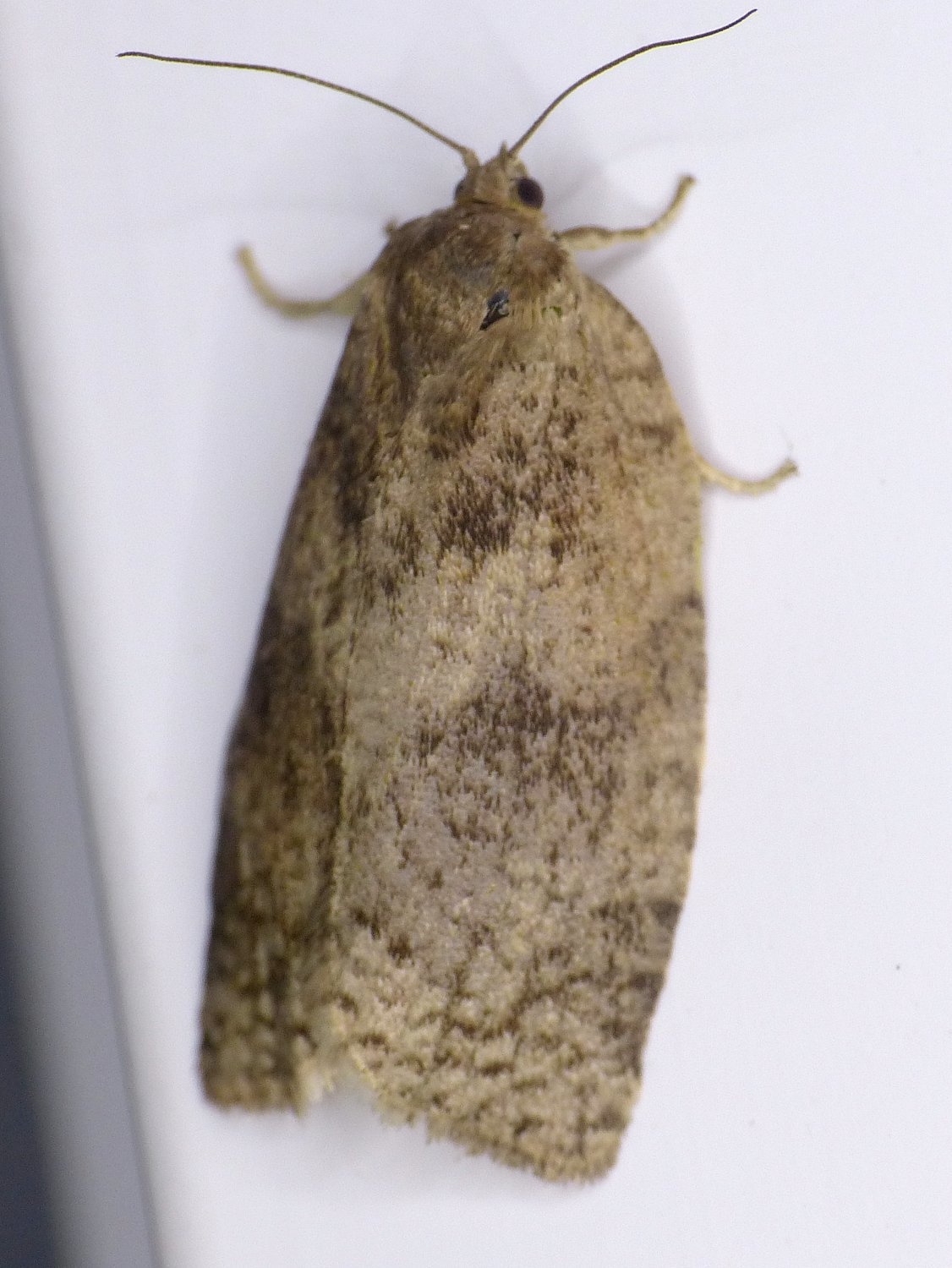 Choristoneura conflictana